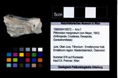 Foto (Objekt + Etikett) von Pithonoton marginatum (von Meyer, 1842)  (NHMW-GEO-1990-0041-0072)